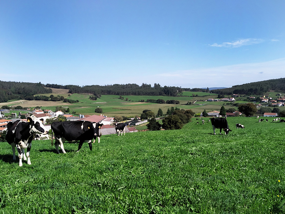 Fotografía de prado con varias vacas e unha vila ao fondo.